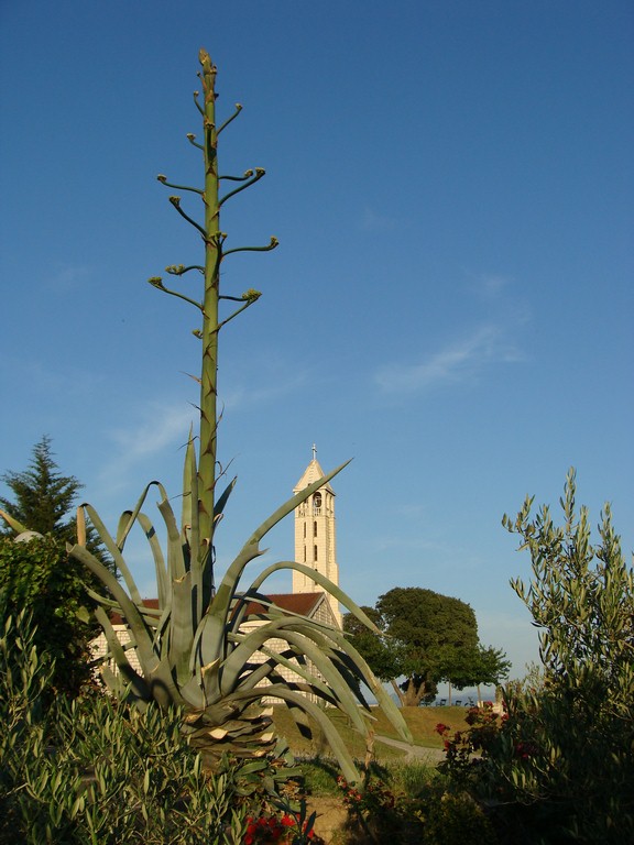 Agava (5)
